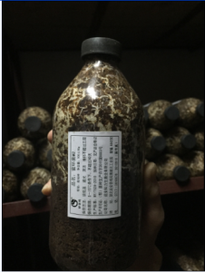 蜜环菌菌种M2