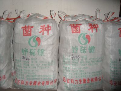 黑木耳菌种--新科